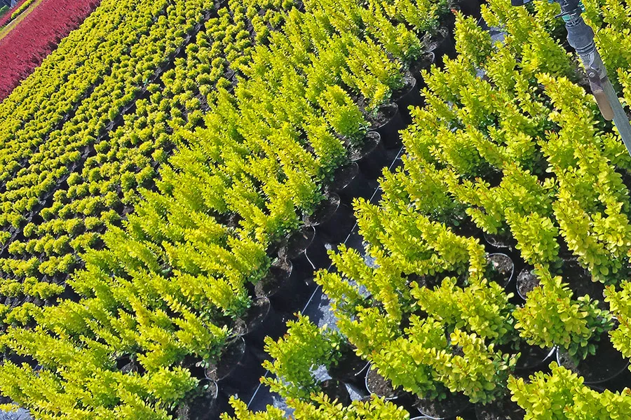 Augu tirdzniecības pagalms