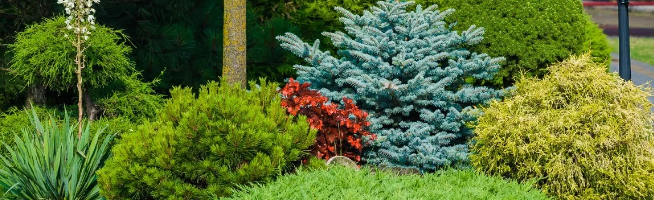 Liels lauks ar koku un krūmu audzētavu